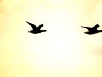 Migrer des fichiers multimédia d’un stockage de compte Azure a un&nbsp;autre